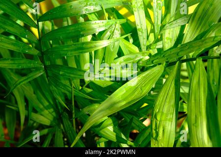 Nahaufnahme der grünen Areka-Palme, Innenpalme. Howea forsteriana, Arecaceae, Palmae. Frische grüne tropische Palme hinterlässt einen strukturierten Hintergrund. Vertikales Foto Stockfoto