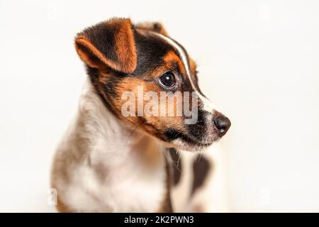 Jack Russell Terrier Welpen auf hellem Hintergrund, Detail auf ihrem Kopf. Stockfoto