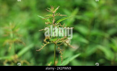 Flache Tiefenschärfe Foto, nur wenige Blumen im Fokus, Junge Brennnessel (Urtica dioica) Pflanze, mit unscharfen Hintergrund (Platz für Text) Stockfoto