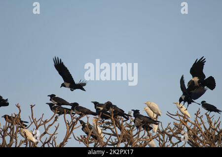 Raben und Rinderreiher auf einem Baum. Stockfoto