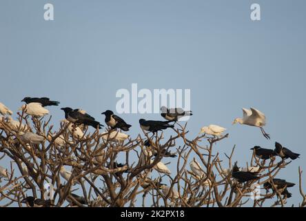 Raben und Rinderreiher auf einem Baum. Stockfoto