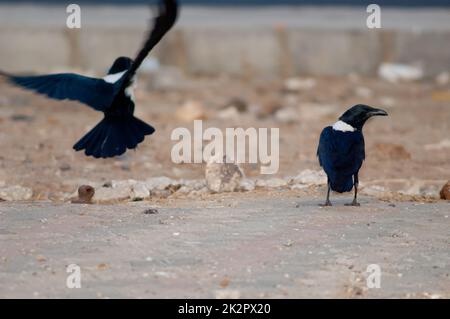 Zwei Rattenkrähen in der Stadt Dakar. Stockfoto