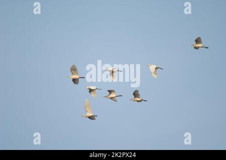 Herde von Rindereiern Bubulcus ibis im Flug. Stockfoto