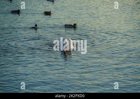 Stockholm Lira See Swan County Stockfoto