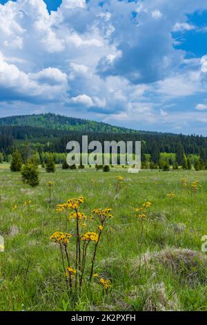 Typische Frühlingslandschaft in der Nähe von Stozec, Nationalpark Sumava, Tschechische Republik Stockfoto