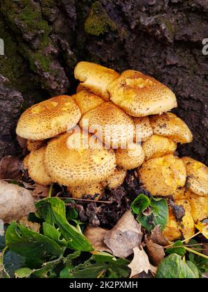 Gewöhnlicher schuppiger Pilz auf einem Baumstamm Stockfoto