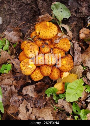 Gewöhnlicher schuppiger Pilz auf einem Baumstamm Stockfoto