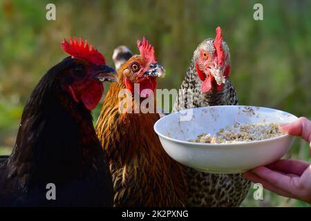 Porträt von drei frei laufenden Hühnern verschiedener Rassen, die etwas Getreide aus einer Schüssel essen Stockfoto