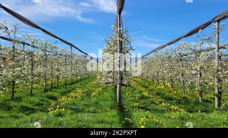 Apfelplantage Stockfoto
