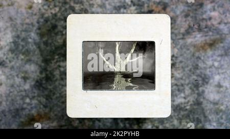 Einsamer Baum im Wasser auf vintage Folie Stockfoto