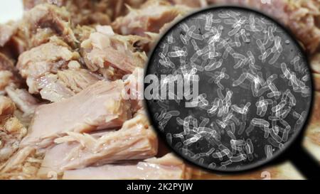 Auf der Suche nach Bakterien im Thunfisch Stockfoto