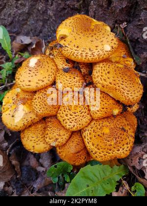 Gewöhnlicher schuppiger Pilz auf einem Baumstamm Stockfoto