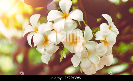 Weicher Fokus tropische Blumen frangipani (Plumeria) . Schöne weiße Plumeria rubra Blume im Sommer Sonnenlicht Stockfoto