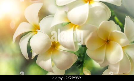 Weicher Fokus tropische Blumen frangipani (Plumeria) . Schöne weiße Plumeria rubra Blume im Sommer Sonnenlicht Stockfoto