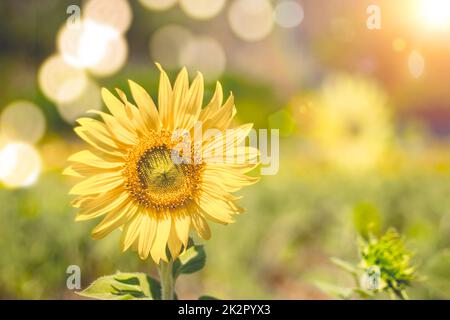 Nahaufnahme der Sonnenblume in einem Feld, selektiver Fokus auf unscharfen Hintergrund. Sommer- und Ölkonzept Stockfoto