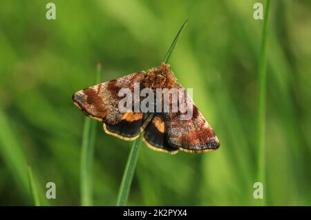 Kleiner gelber Unterflügel, Panemeria tenebrata, eine Motte der Familie Noctuidae Stockfoto