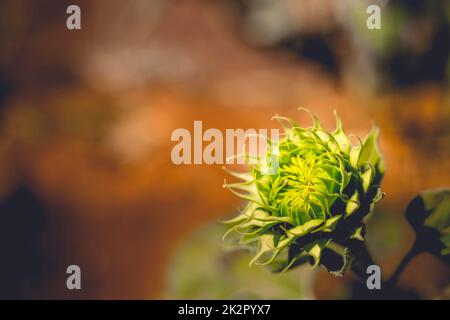 Weicher Fokus der lebendigen Sonnenblume Bud weiches Licht hell in Morgen Stockfoto