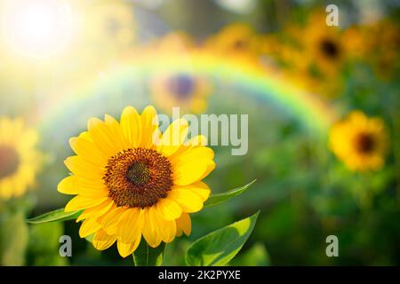 Soft-Fokus Sonnenblume mit Regenbogen , selektive Fokus auf verschwommenem Hintergrund. Stockfoto