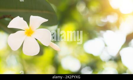 Weicher Fokus tropische Blumen frangipani (Plumeria) . Schöne weiße Plumeria rubra Blume im Sommer Sonnenlicht Stockfoto