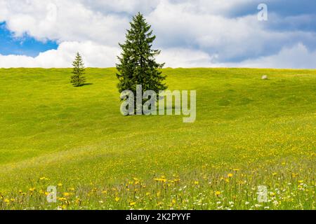 Blühende Hummockwiesen bei Mittenwald Stockfoto