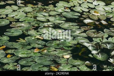 Indische Lotuswasserlilienblätter füllten die Wasseroberfläche des Teiches. Grüner Natur Hintergrund. Stockfoto