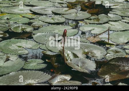 Lotus Bud auf Green Leaf isoliert. Rosa Lotusknospe in grünen Lotus verlassen auf Teich Wasser Hintergrund. Stockfoto