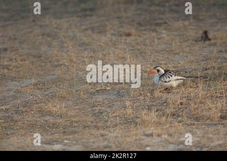 Nördlicher Rotschnabelhornvogel Tockus erythrorhynchus kempi auf dem Boden. Stockfoto