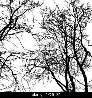 Vom Folk Horror Inspirierte Bilder Von Bäumen Und Himmel. Stockfoto