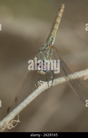 Violett tropfende Trithemis annulata auf einem Ast. Stockfoto