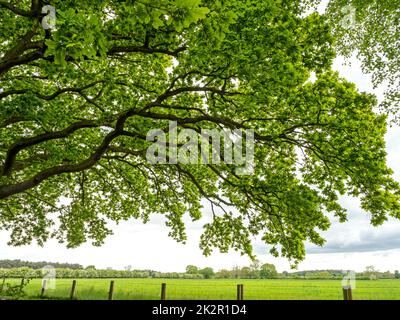 Zweige einer schönen Eiche mit frischen Frühlingsblättern Stockfoto