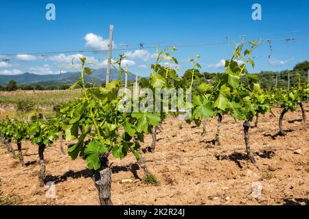 Junge Sprossen mit Traubenbündeln auf den Zweigen der Rebe im Frühjahr. Landwirtschaft. Stockfoto