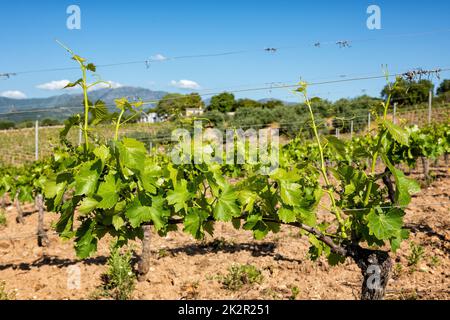 Junge Sprossen mit Traubenbündeln auf den Zweigen der Rebe im Frühjahr. Landwirtschaft. Stockfoto