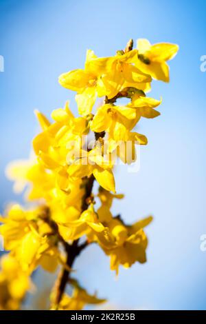 Forsythia Zweig auf Blau Stockfoto