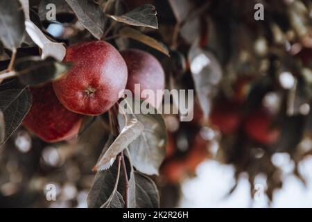 Rote Äpfel am Baum Stockfoto