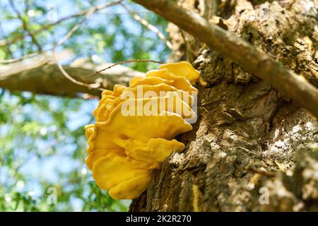 Hellgelber gemeiner Schwefel, Pilz Laetiporus sulfureus auf dem Stamm einer alten Weide Stockfoto