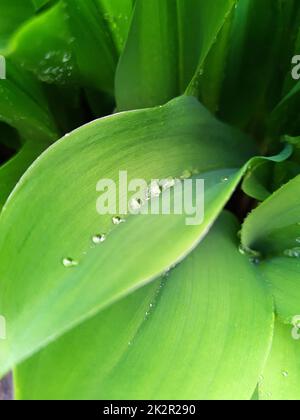 Regentropfen auf grünen Blättern von Lilien im Tal Stockfoto