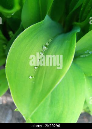 Regentropfen auf grünen Blättern von Lilien im Tal Stockfoto