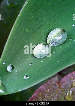 Regentropfen auf grünen Blättern von Lilien im Tal Stockfoto