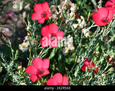 Großblütiger Flachs (Latin Linum grandiflorum) von roter Farbe Stockfoto