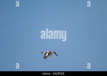 Rattenkönigsfischer im Flug über den Senegal. Stockfoto