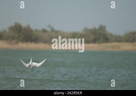 Sandwichtern Sterna sandvicensis, die zu Fischen auftaucht. Stockfoto