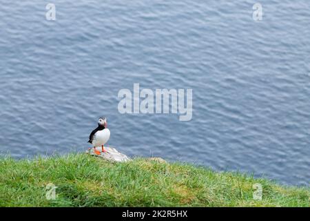 Atlantischer Papageientaucher aus dem Borgarfjordur Fjord, Ostisland Stockfoto