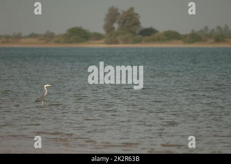 Graureiher Ardea cinerea im Senegal. Stockfoto