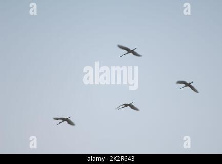 Herde eurasischer Löffelhunde Platalea leucorodia im Flug. Stockfoto