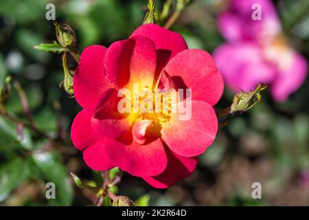 Wilde Hagebutte (Hundrose) auf einem Ast im Garten. Makro, Nahaufnahme. Stockfoto