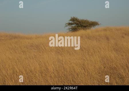 Kaugummi-Akazien Senegalia senegal auf einer trockenen Wiese. Stockfoto