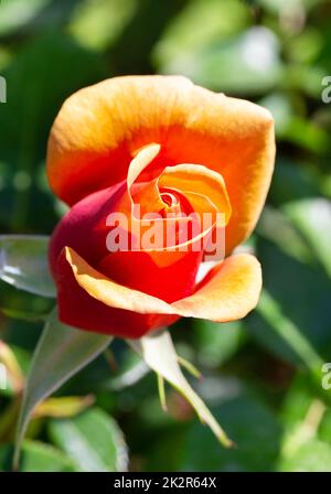 Wunderschöne orangefarbene Rose im Garten. Stockfoto