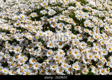 Blühen Sie Gänseblümchen oder weiße Kamillen. Stockfoto