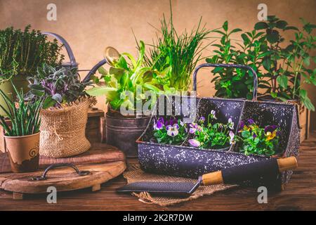 Pflanz- und Gartenkonzept - Kräuter, Keimling und Pflanzen bereit für die Pflanzung mit Gartengeräten Stockfoto