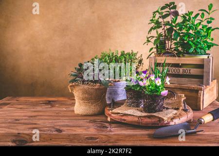 Pflanz- und Gartenkonzept - Kräuter, Keimling und Pflanzen bereit für die Pflanzung mit Gartengeräten Stockfoto